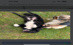 Mixed Breed dogs for adoption: Koby 6 shepherd mix Macedonian rescue - Image 6