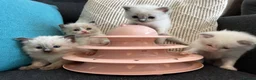 Ragdoll cats for sale: Pure ragdoll kittens sake London - Advert 10