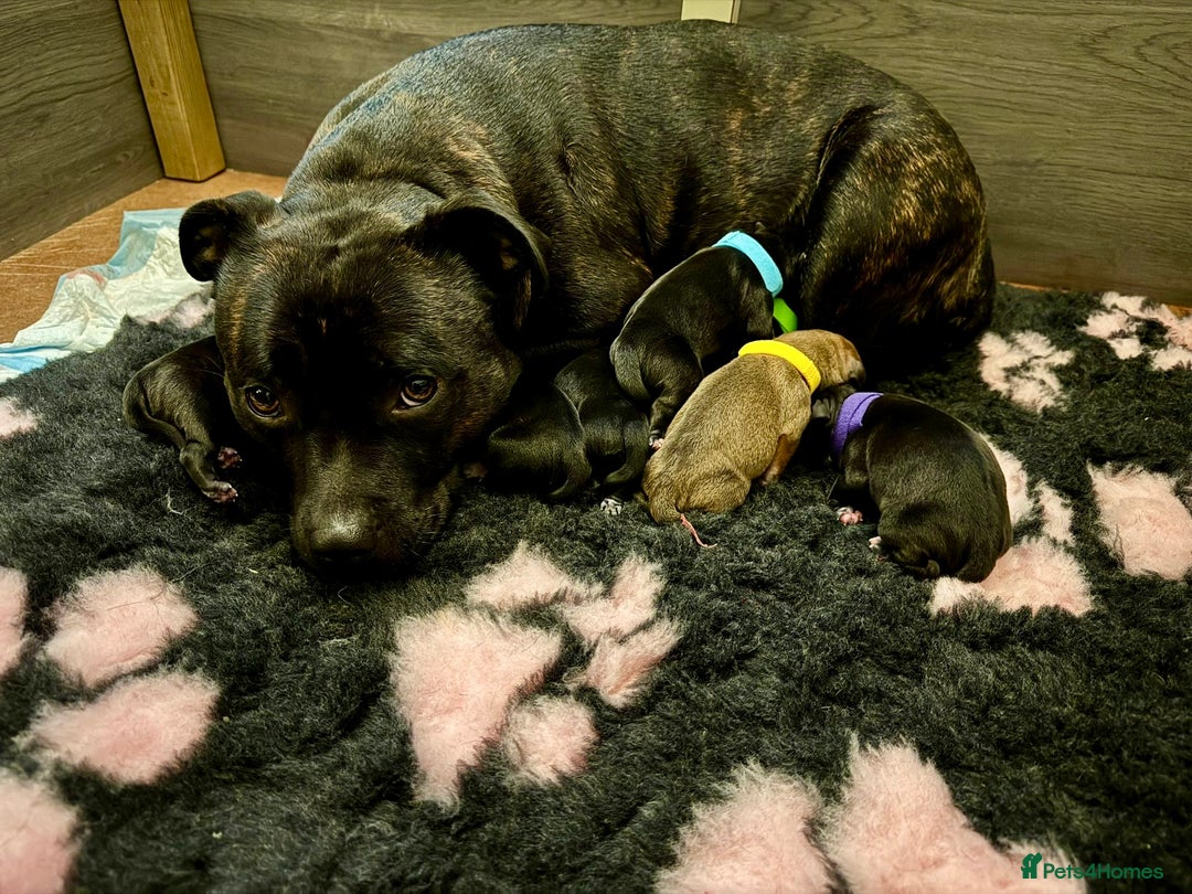 Staffordshire Bull Terrier dogs for sale: Champion bloodlines Kc mother puppy - Advert 11