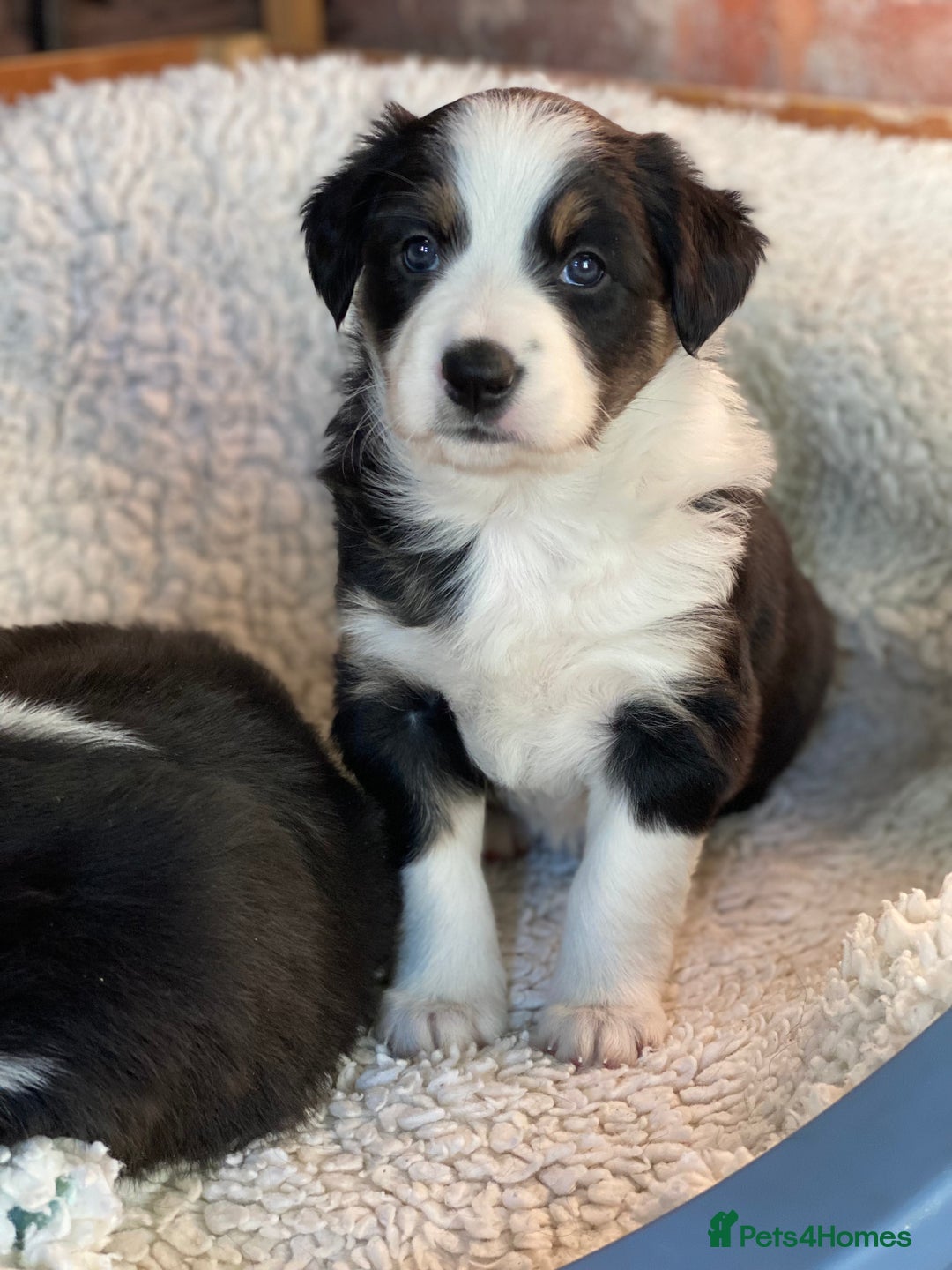 Border Collie dogs for sale: 🐾ISDS Registered Border Collie Puppies🐾 - Advert 9