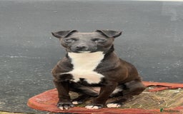 Patterdale Terrier dogs for sale: Patterdale puppy for sale  - Image 2