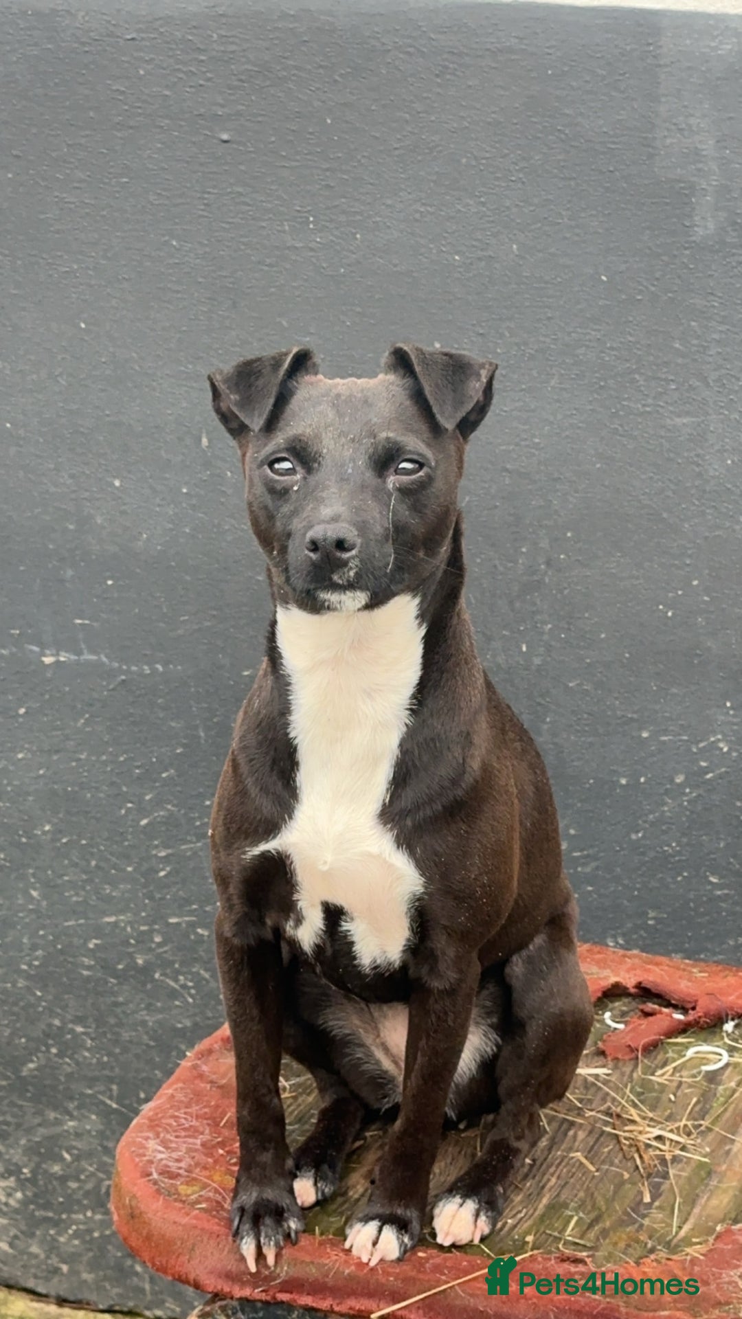 Patterdale Terrier dogs for sale: Patterdale puppy for sale  - Image 2