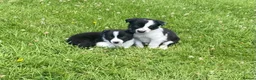 Border Collie dogs for sale: 5 Beautiful Border Collie Puppies  - Advert 22