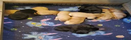 Labrador Retriever dogs for sale: 12 beautiful labrador puppies  in Shrewsbury - Advert 4