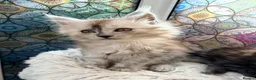 Maine Coon cats for sale: Beautiful high smoked blue & black smoked kittens  - Advert 17