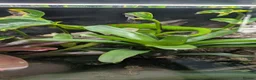 Gecko reptiles for sale: 2 giant Madagascarn day geckos for sale  - Advert 7