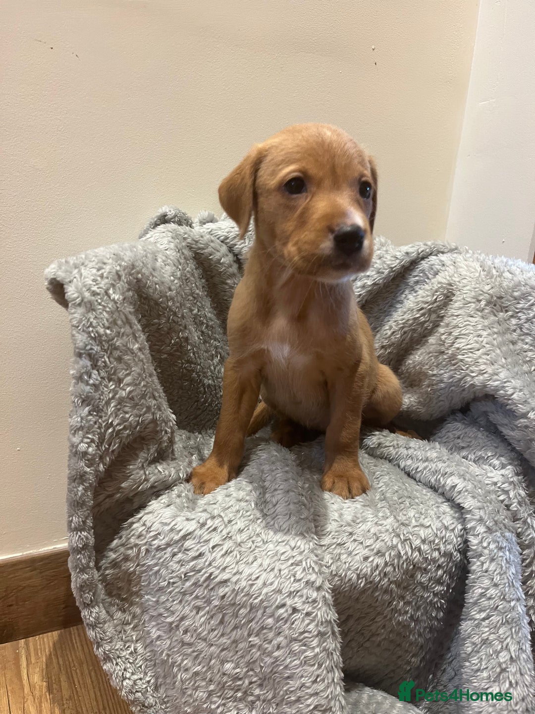 Goldador dogs for sale: Goldador  - Image 12