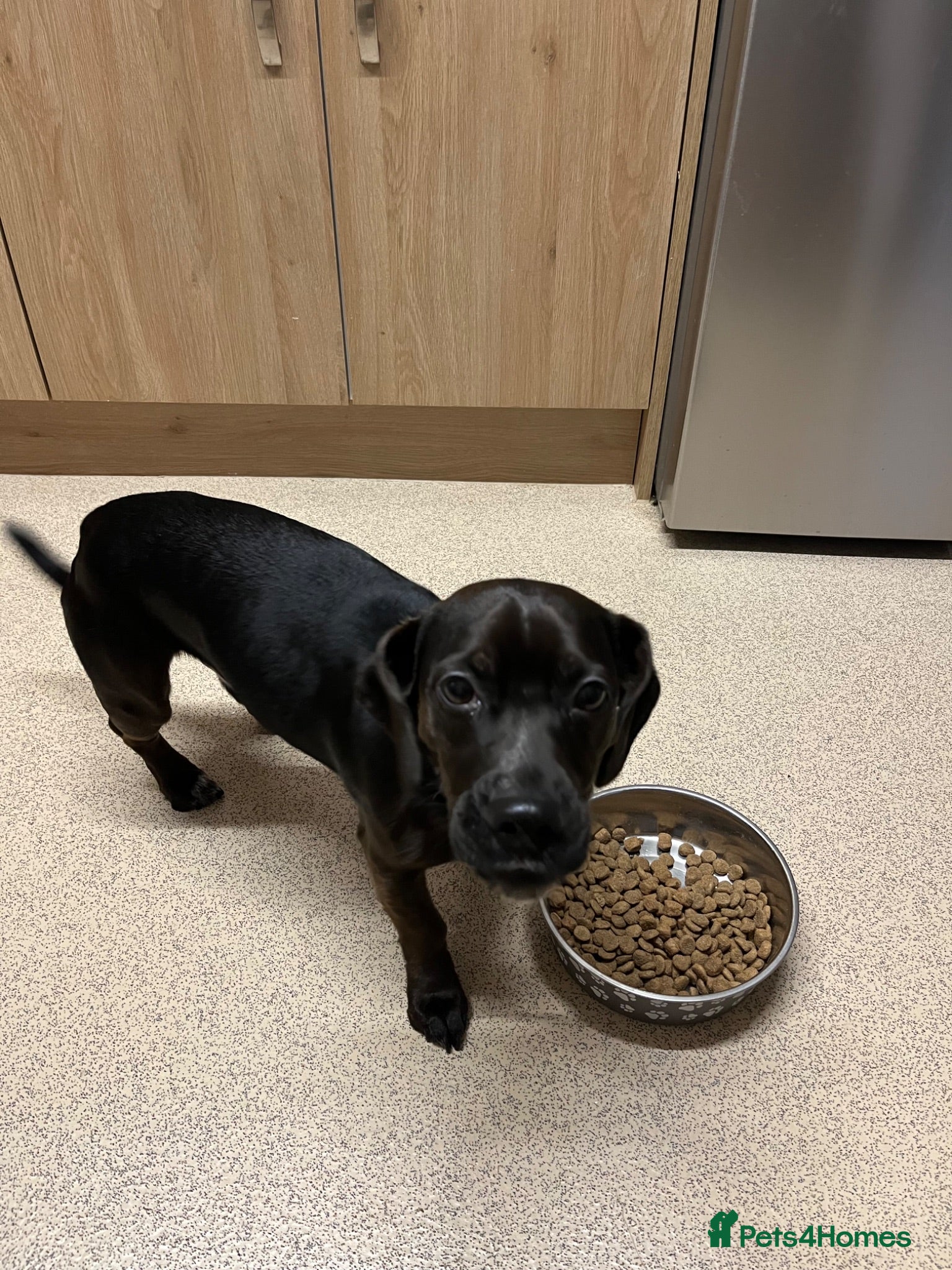 Mixed Breed dogs Bodhi 1 year old cocker jack  - Advert 3