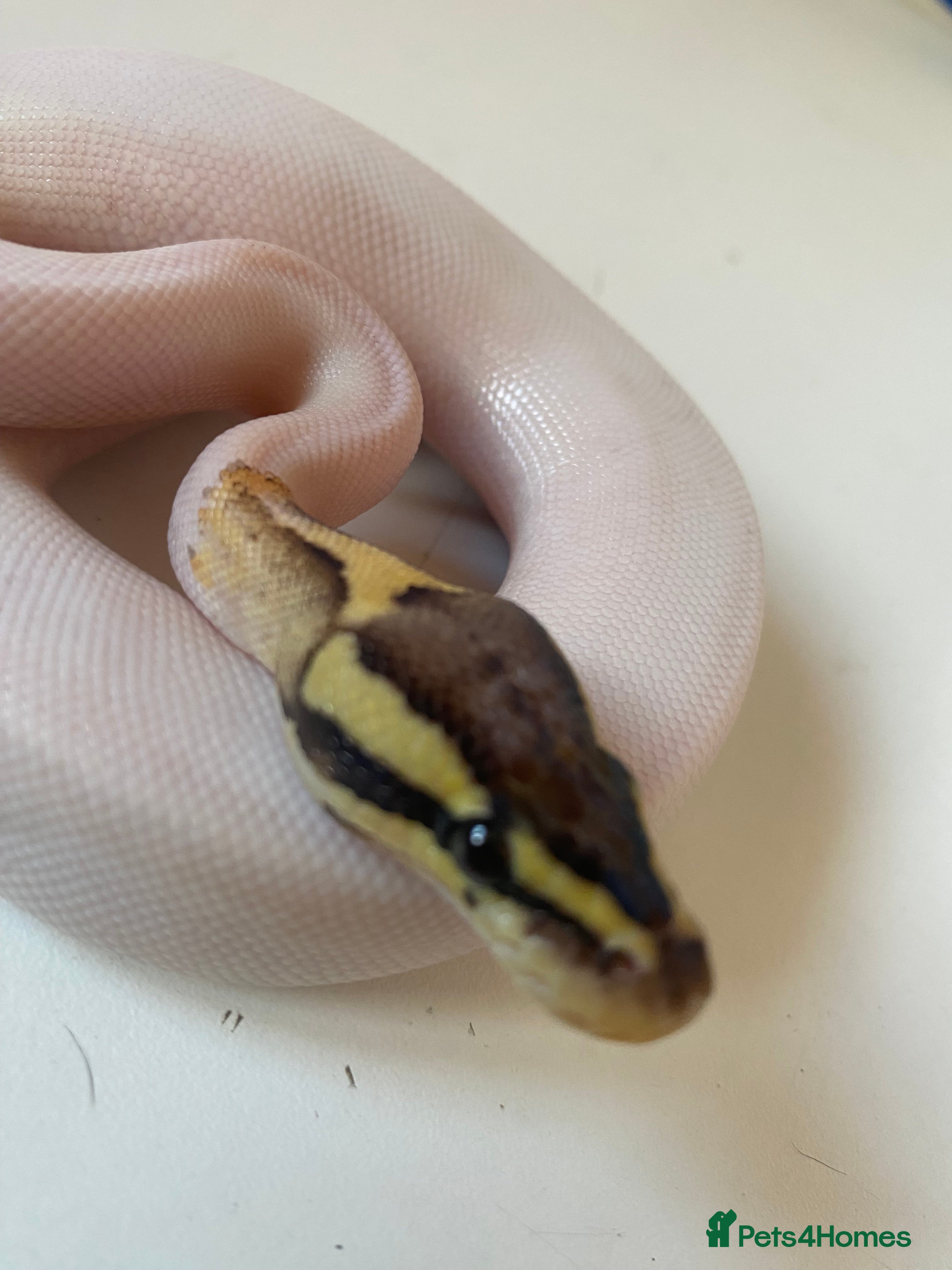 Python Snake reptiles Male fire Gene X pied royal python cb25  - Advert 2