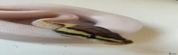 Python Snake reptiles for sale: Male fire Gene X pied royal python cb25  in Taunton - Advert 2