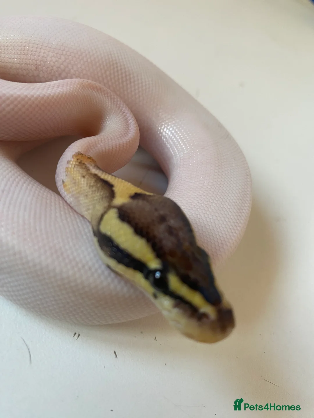 Python Snake reptiles for sale: Male fire Gene X pied royal python cb25  in Taunton - Advert 2