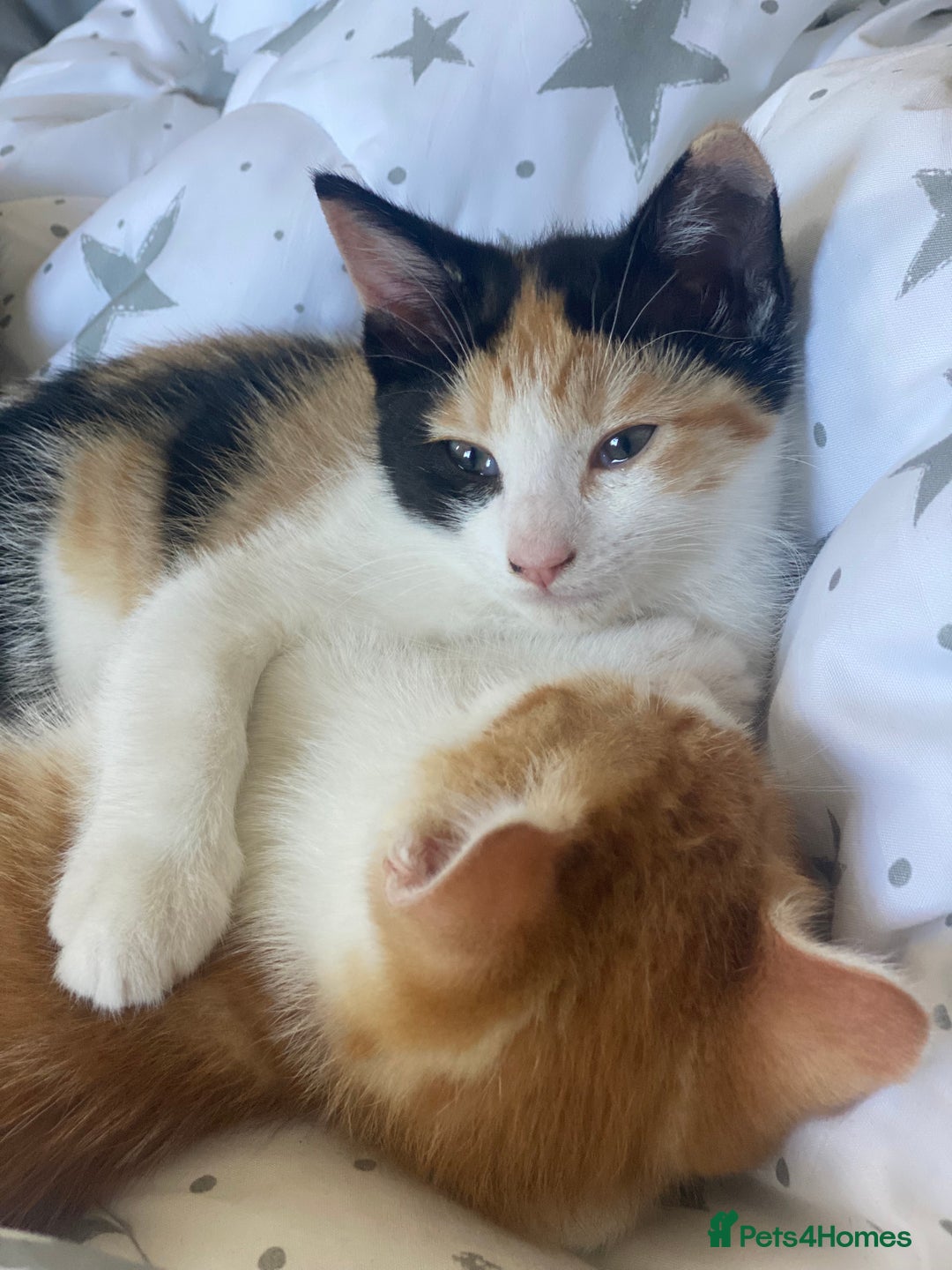 Mixed Breed cats for sale: Kittens in Denbigh - Image 3
