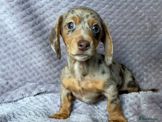 Miniature Dachshund dogs for sale: Kc reg mini dachshunds - Advert 1