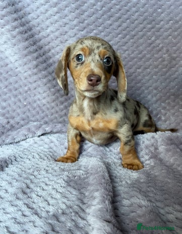 Miniature Dachshund dogs Kc reg mini dachshunds - Advert 3