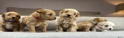 Maltipoo dogs for sale: SEE ALL OUR PUPPIES ON INSTA. OAKWELL RETRIEVERS  - Advert 31