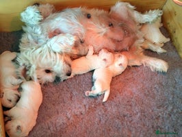 West Highland Terrier dogs West Highland Terrier Puppies - Advert 1