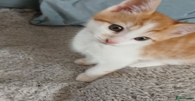 Mixed Breed cats - Advert 3