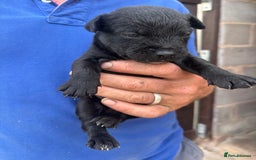 Patterdale Terrier dogs for sale: Stunning litter of patterdale puppies  - Image 5
