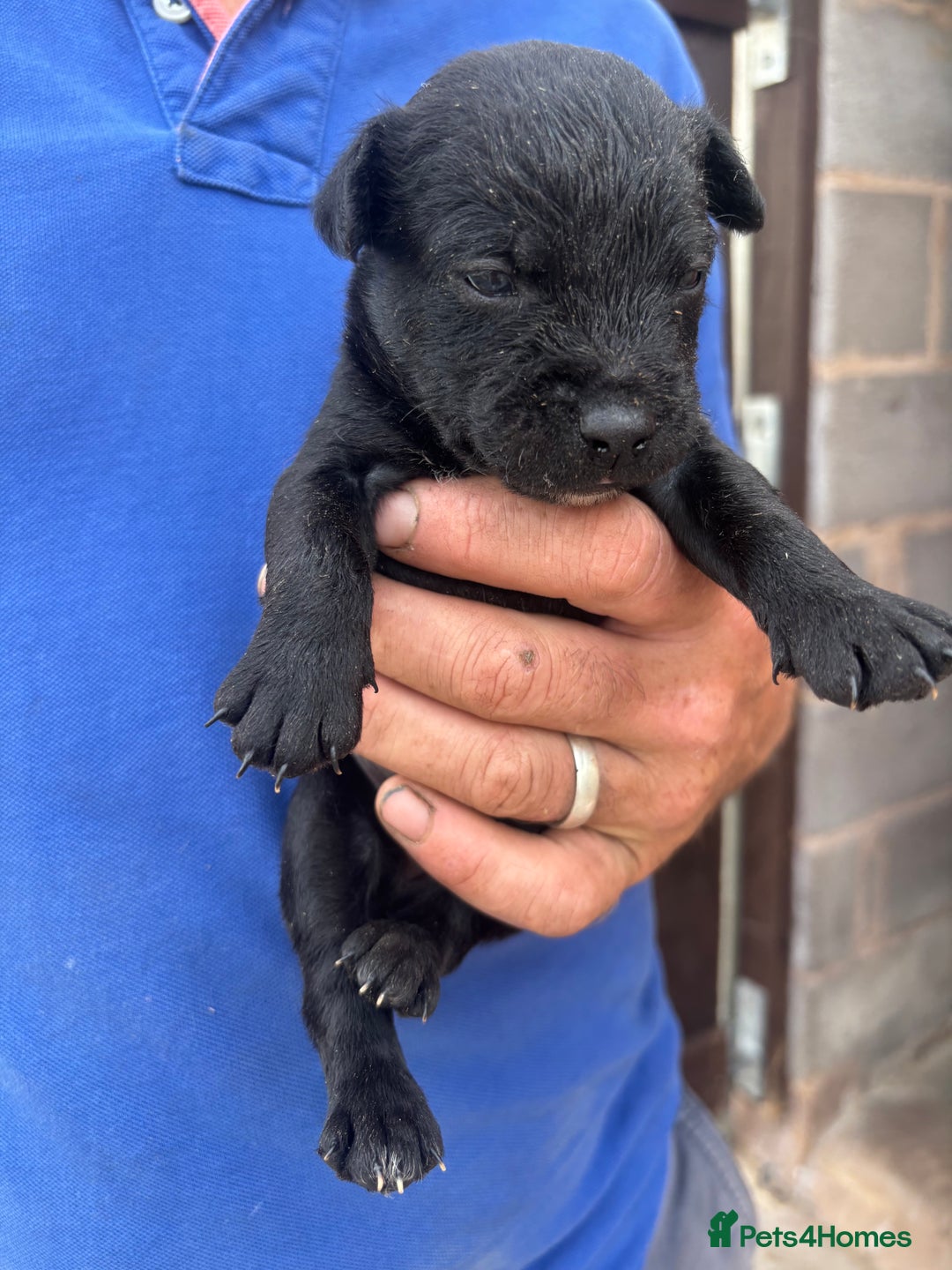 Patterdale Terrier dogs for sale: Stunning litter of patterdale puppies  - Image 5