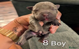 Staffordshire Bull Terrier dogs for sale: Ms/Mister - Image 24