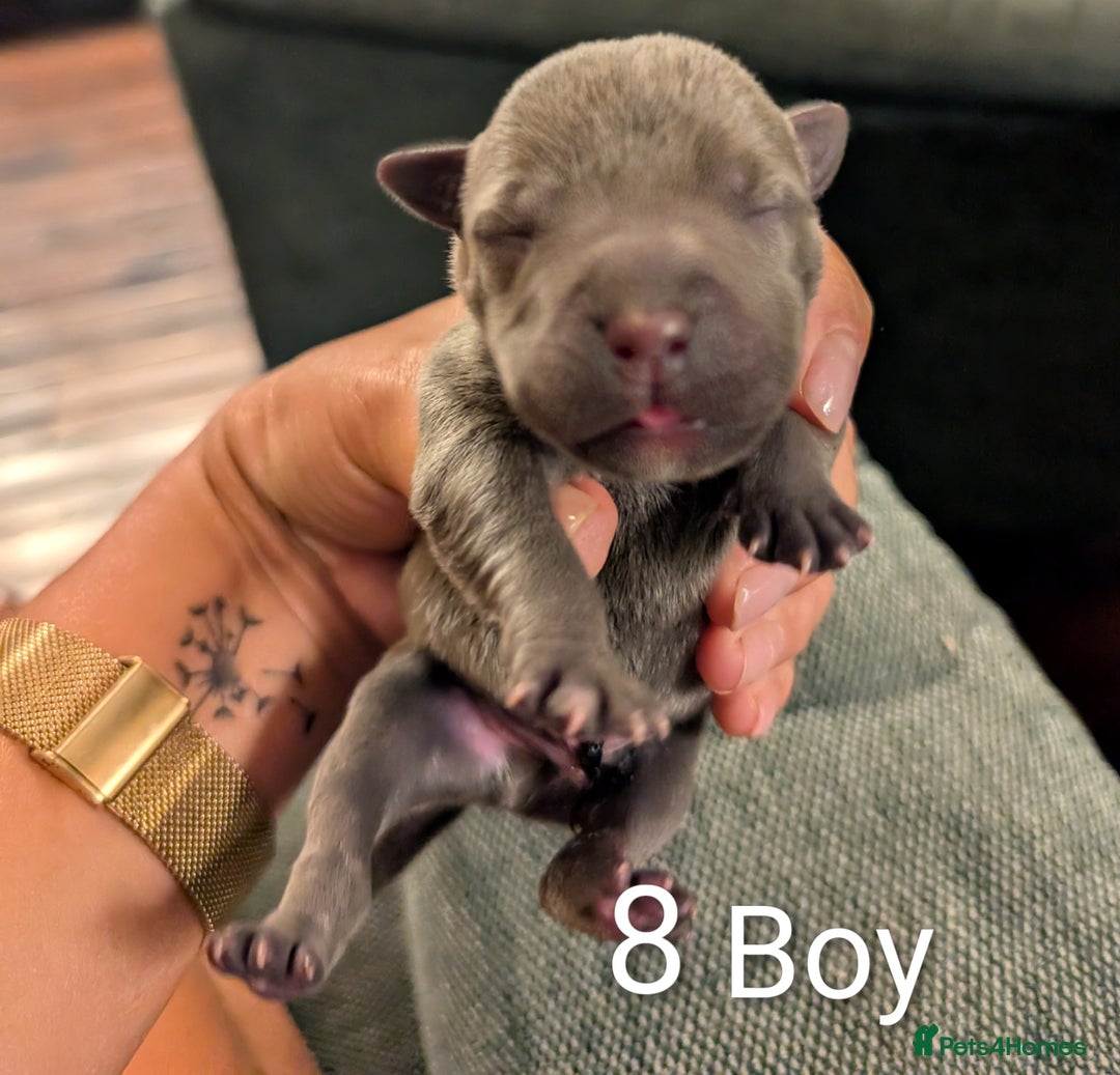 Staffordshire Bull Terrier dogs for sale: Ms/Mister - Image 24
