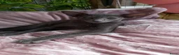Oriental cats for sale: FULL Pedigree Oriental XL size ears GCCF - Advert 8