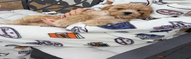 Cockapoo 3
