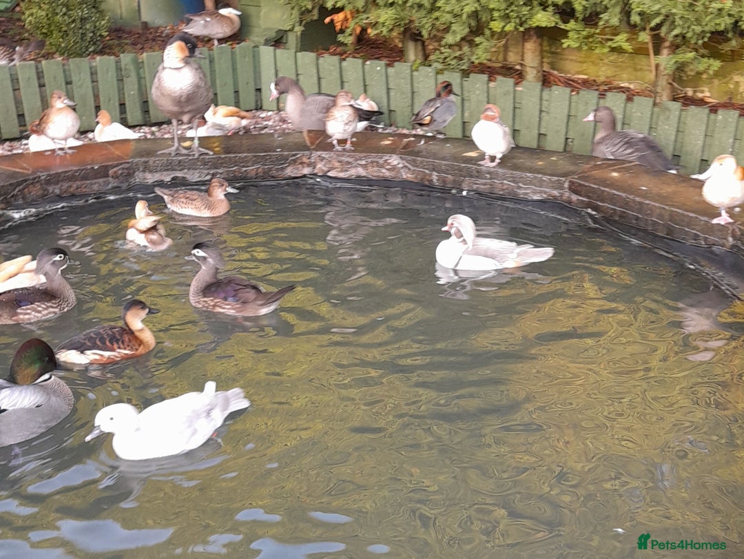 Ducks poultry for sale: American blue carolinas wood ducks for sale  - Advert 4