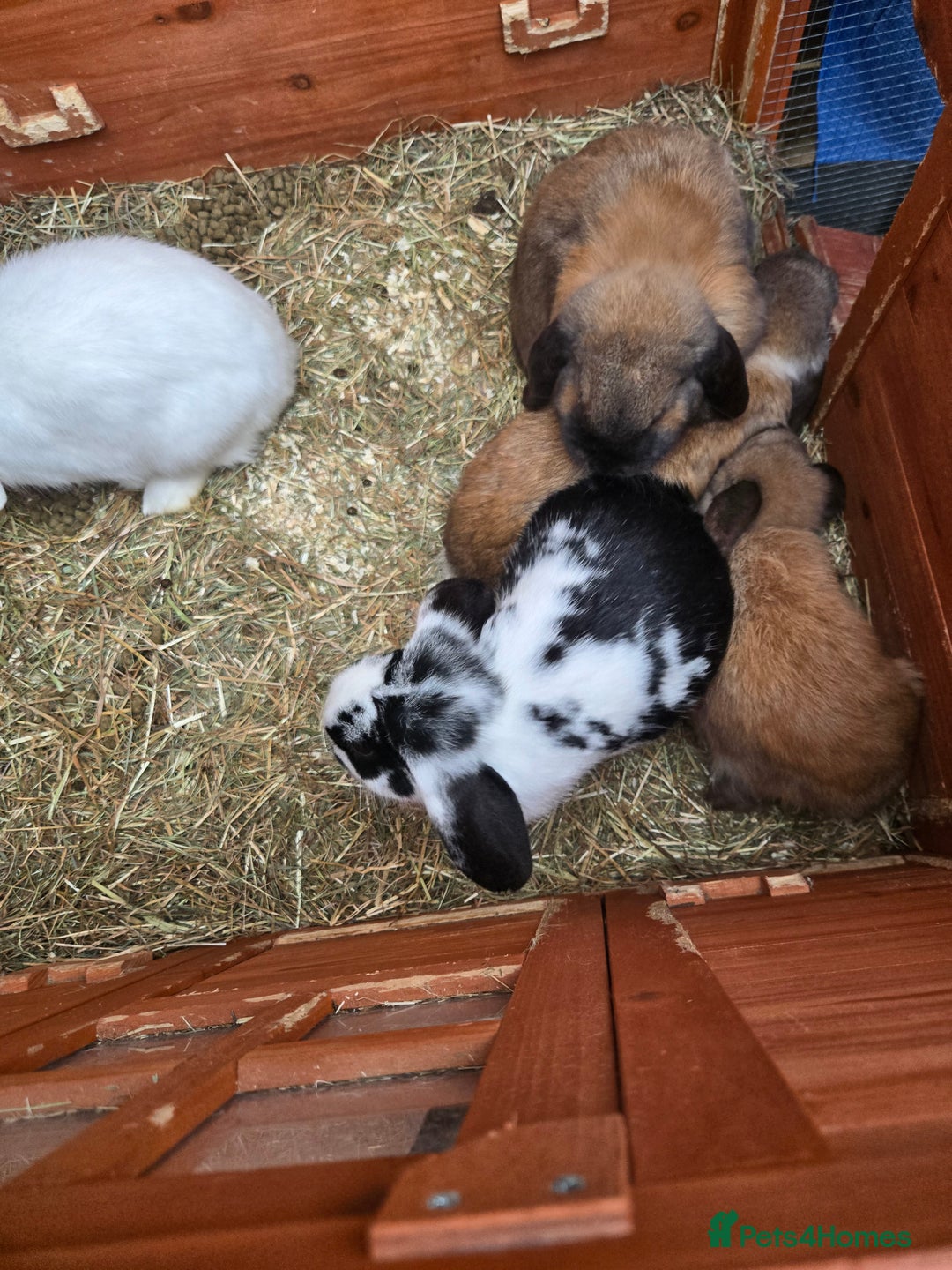 English rabbits for sale: 8 bunnies for sale - Advert 5