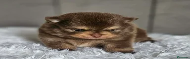 Pomeranian 1