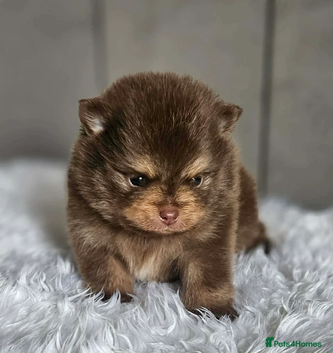 Pomeranian dogs for sale: 3 KC POMERANIAN’S AVAILABLE  in Sheffield - Advert 10