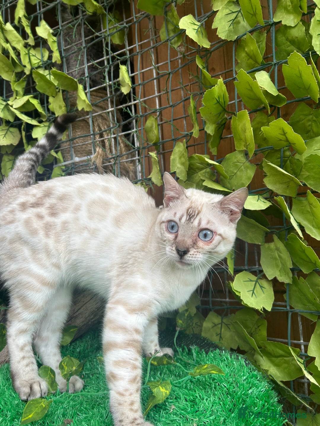 Bengal cats for sale: Unbelievably friendly TICA reg kittens  - Image 25