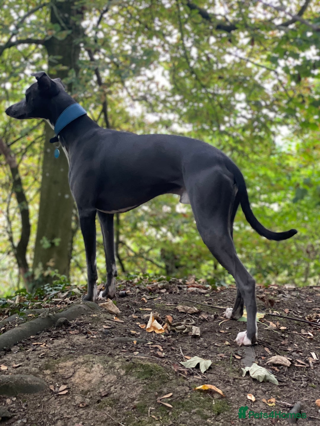 Whippet dogs for stud: Striking Blue Whippet for Stud in Banbury - Image 11