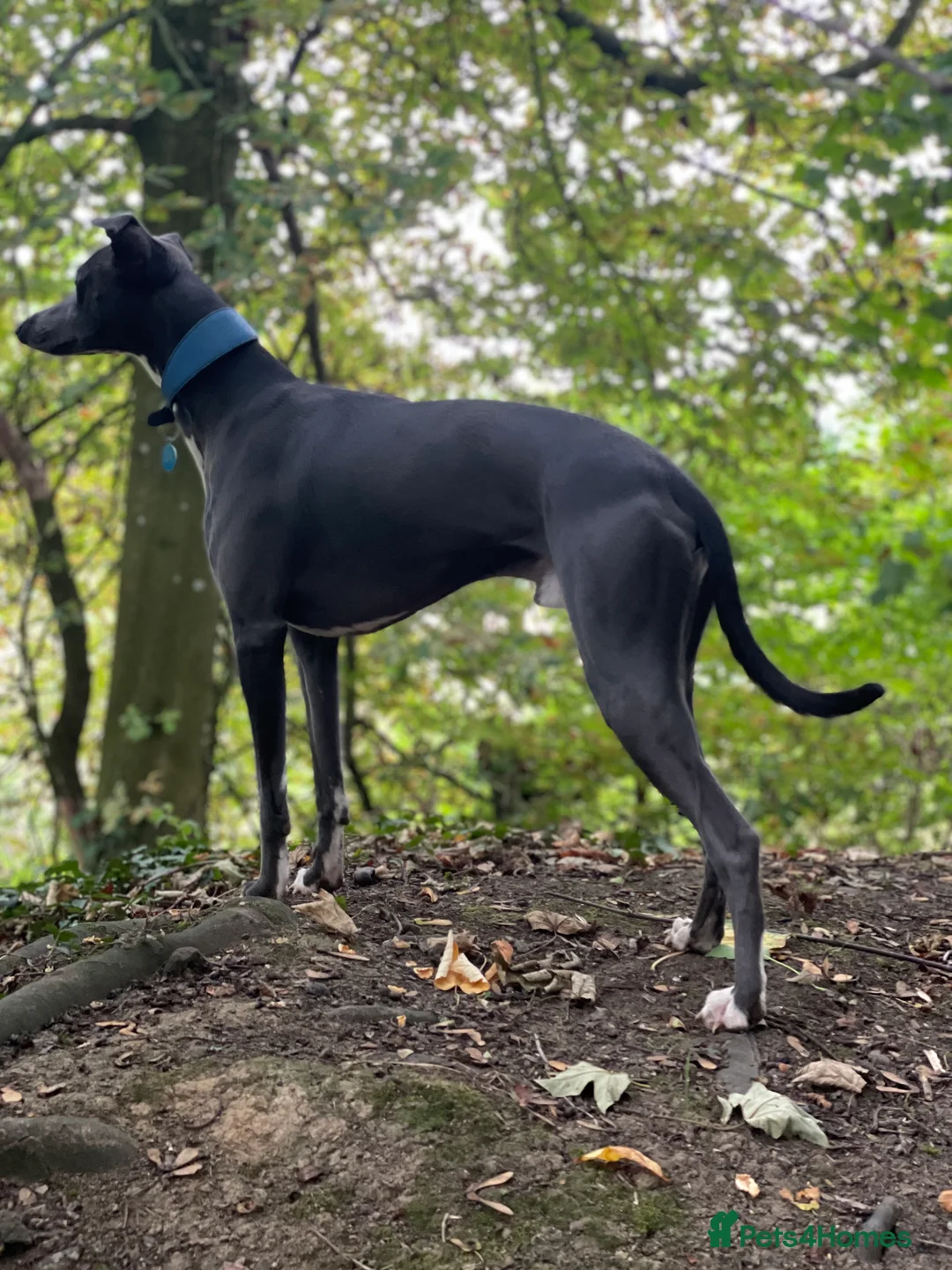 Whippet dogs for stud: Striking Blue Whippet for Stud in Banbury - Advert 11