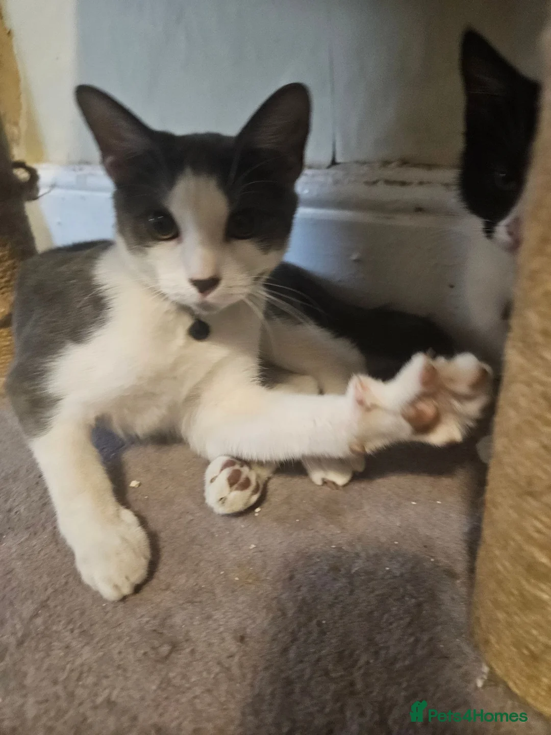 Domestic Shorthair cats for sale: 3 Kittens For Sale..  in Mansfield - Advert 2
