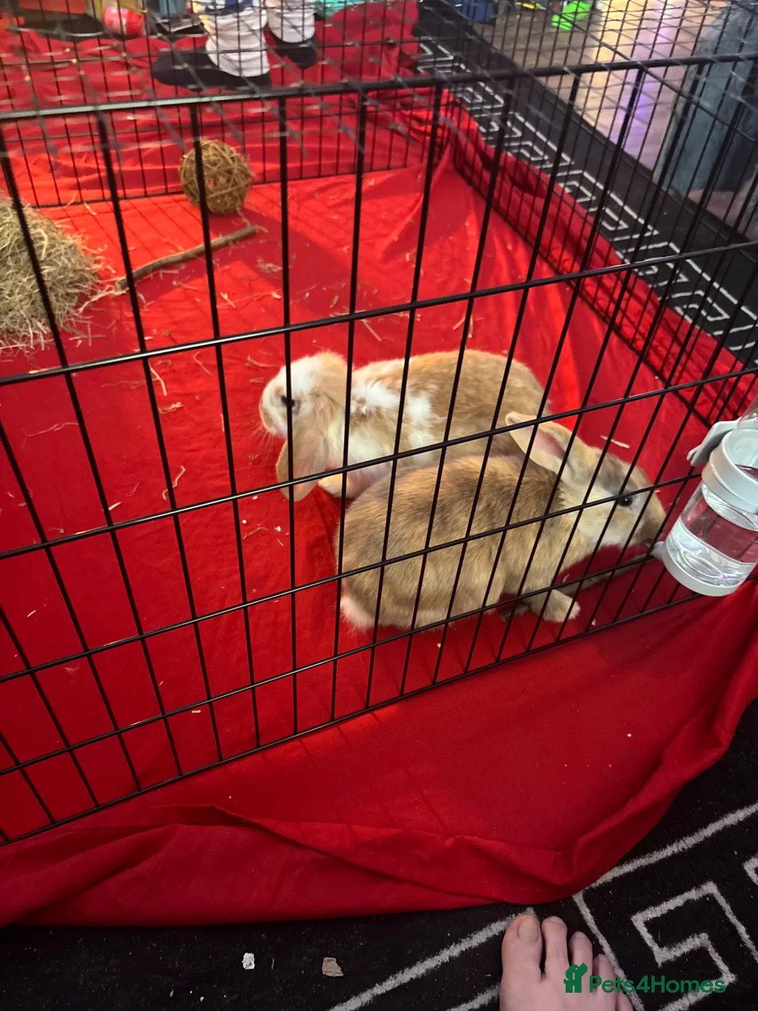 Mini Lop rabbits for sale: 2 female rabbits  in Bristol - Advert 1