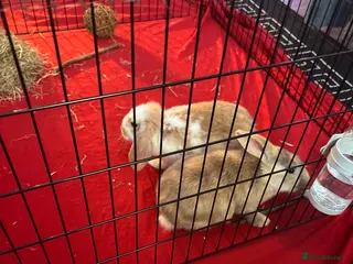 Mini Lop rabbits 2 female rabbits - Advert 17