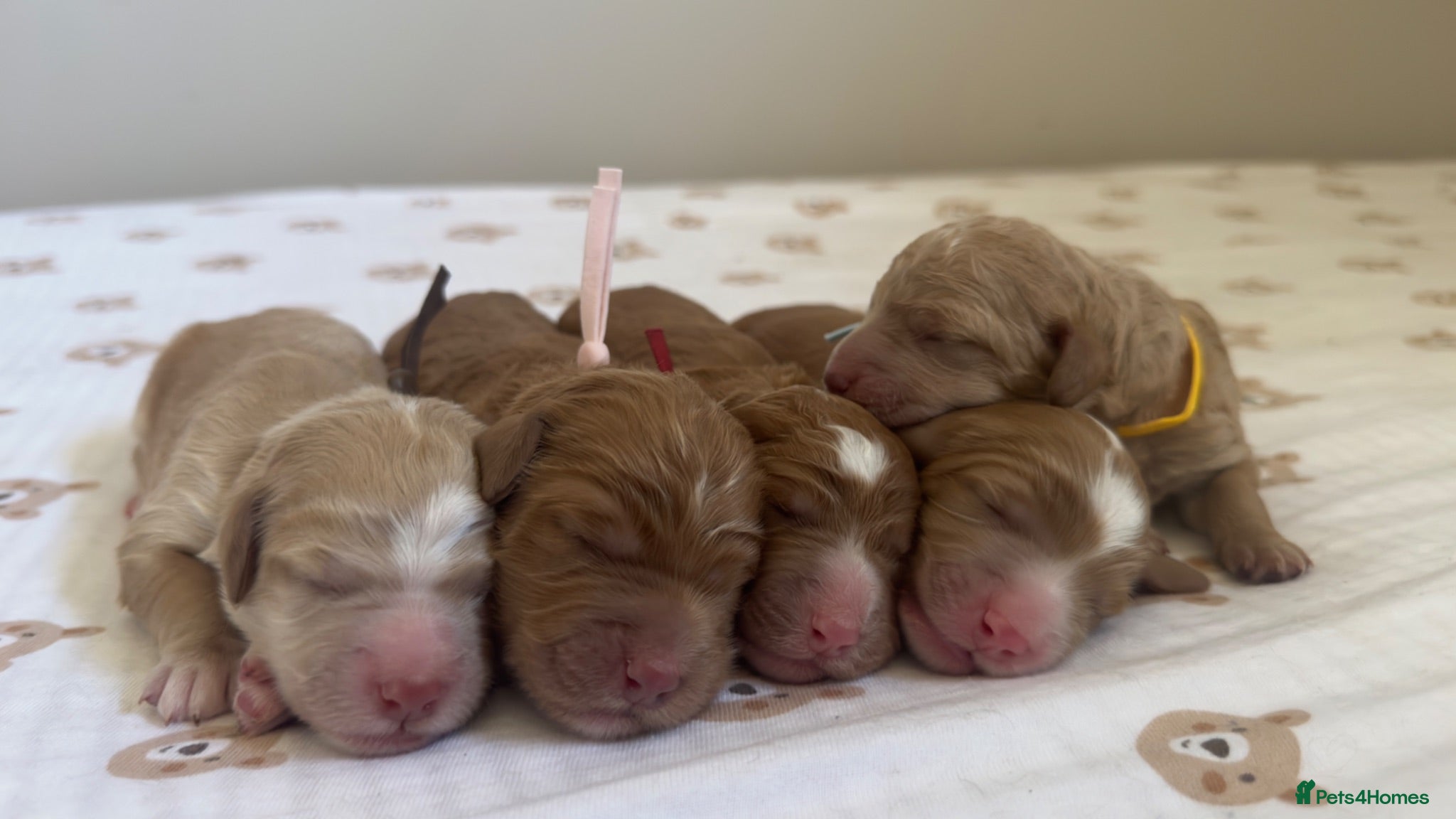Mixed Breed dogs Beautiful Multigen Labradoodles  - Advert 2