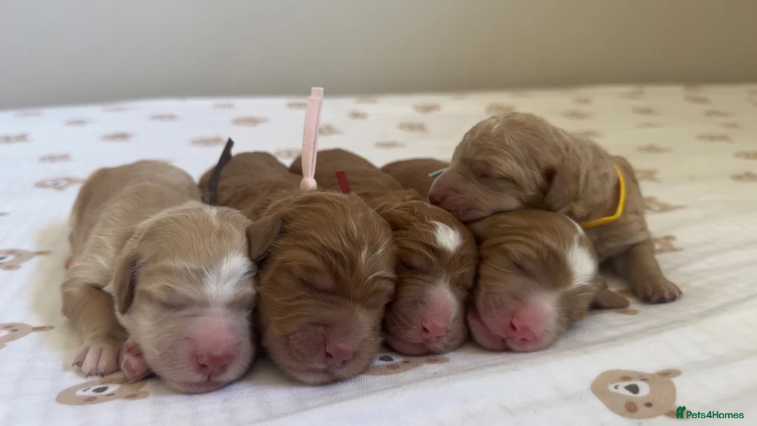Mixed Breed dogs for sale: Beautiful Multigen Labradoodles  - Advert 2