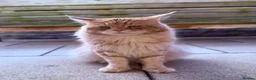 Maine Coon cats for sale: Gorgeous Maine Coon mix fur babies in Spennymoor - Advert 4