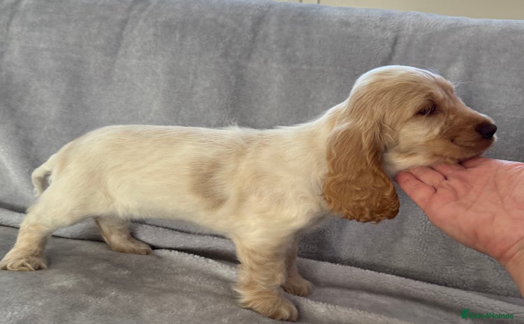Cocker Spaniel dogs - Advert 3