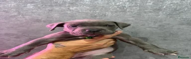 American Bully 8