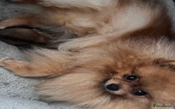 Pomeranian dogs for sale: XXSMALL POMERANIAN GIRLS - Image 1