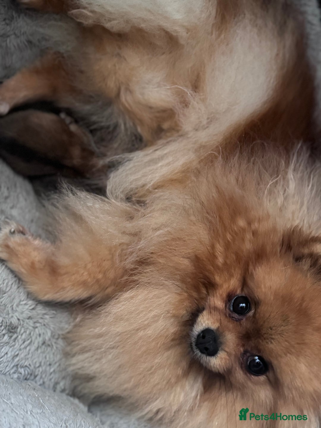 Pomeranian dogs for sale: XXSMALL POMERANIAN GIRLS - Image 1