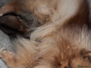 Pomeranian dogs - Advert 22