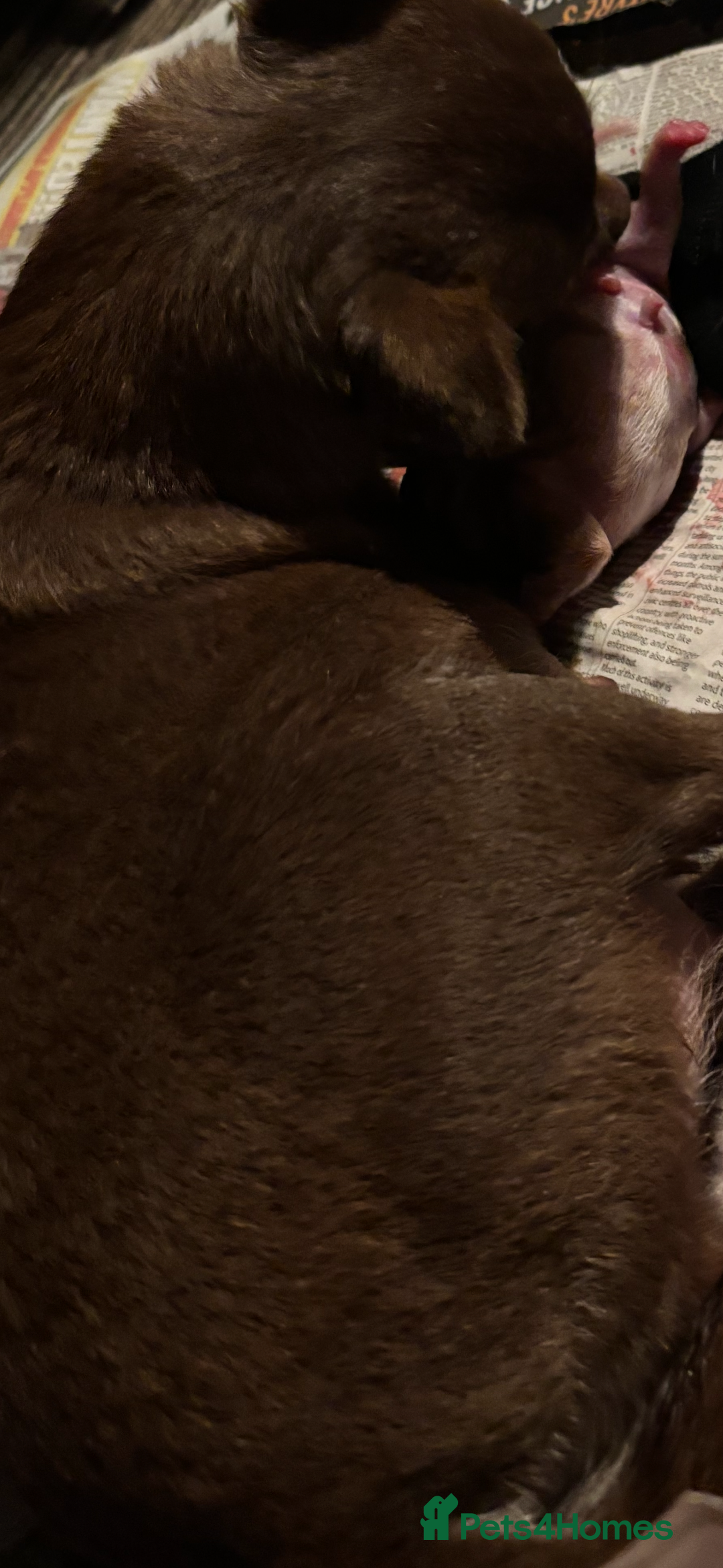 Chihuahua dogs for sale: Chihuahuas puppies  - Image 10