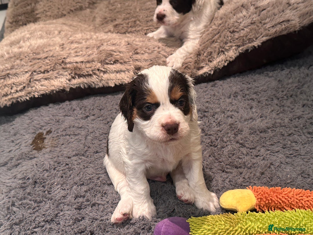 Clumber Spaniel dogs for sale: Clumber Spaniel Hybrid - Image 10