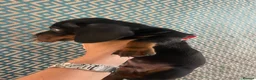 Dachshund dogs for sale: Daucshaund Puppies  - Advert 17