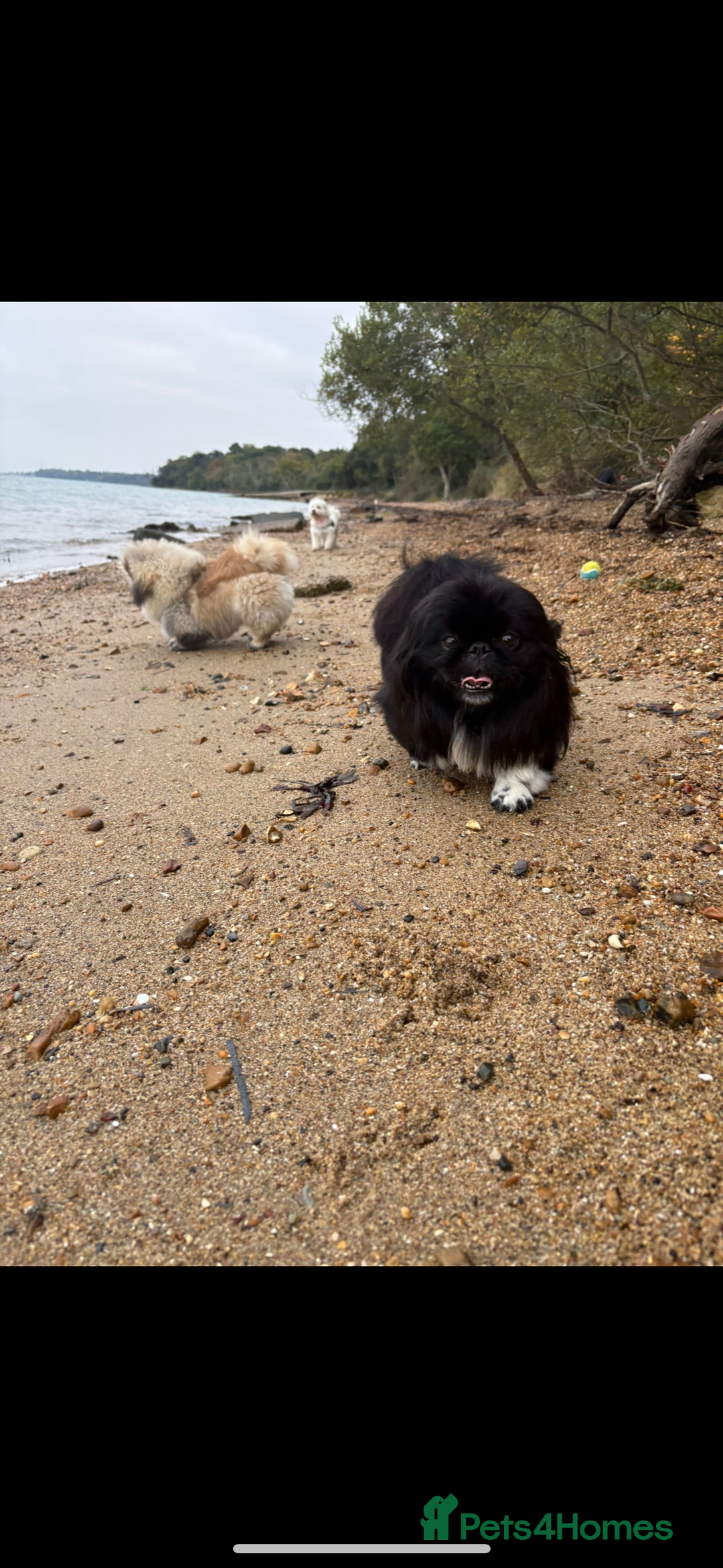 Pekingese dogs for stud: KC REGISTERED PEKINGESE - Advert 6