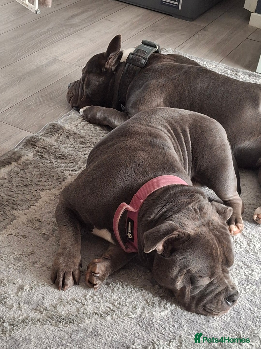 American Bully dogs for sale: Micro pocket bully  - Advert 1